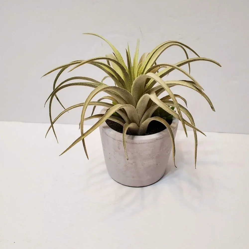 Faux Succulent Arrangement in Concrete Planter, Succulents and Air Plant